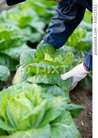 收穫大白菜<2020年1月千葉/家庭花園> 收穫大白菜<2020年1月千葉/家庭花園> 61612331