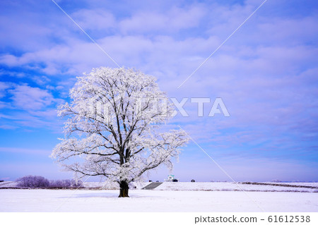 Harunire tree covered with rime "Toyokoro-cho" 61612538