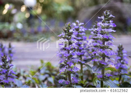 Ajuga blooming in the garden 61612562