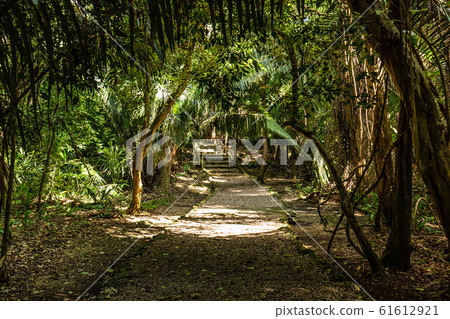 Lamanai archaeological reserve mayan ruins in 61612921