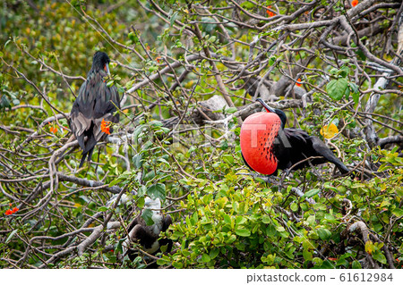 Magnificent frigate bird in natural habitat in 61612984