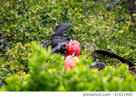 Magnificent frigate bird in natural habitat in 61612985