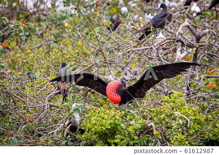 Magnificent frigate bird in natural habitat in 61612987