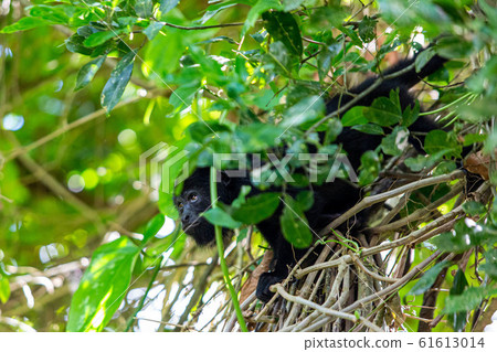 Black howler monkey in the jumgle forest 61613014