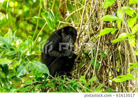 Black howler monkey in the jumgle forest 61613017