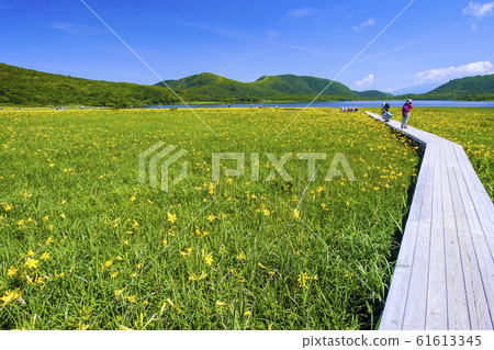 夏季小國沼澤和木棧道1 夏季小國沼澤和木棧道1 61613345