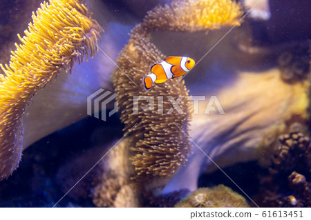 Clownfish living together with anemones Clownfish living together with anemones 61613451