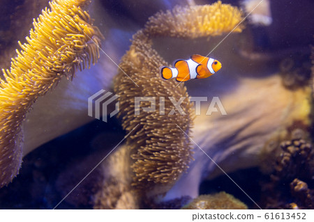 Clownfish living together with anemones Clownfish living together with anemones 61613452