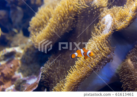 與銀蓮花一起生活的小丑魚 與銀蓮花一起生活的小丑魚 61613461