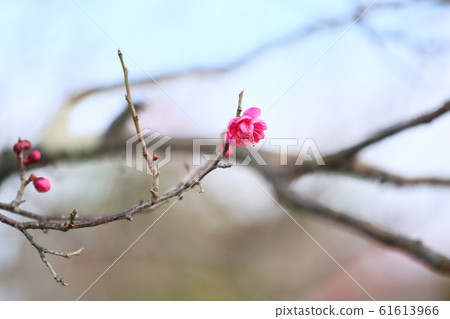 紅紫羅蘭色單輪 61613966