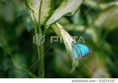 Blue Morph butterfly resting on a green leaf 61614197
