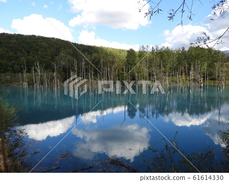 美瑛的藍塘 61614330