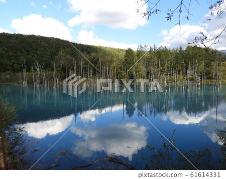 美瑛的藍塘 61614331