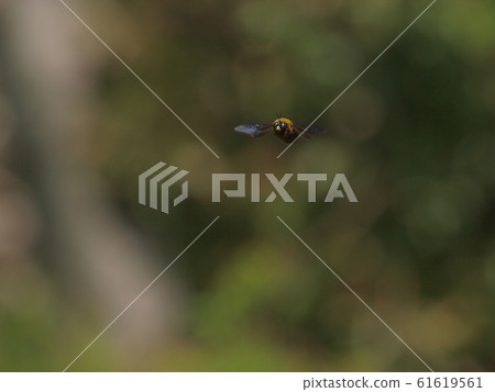 Bee in flight Bee in flight 61619561