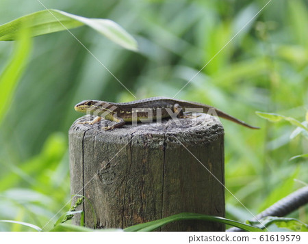 日本蟹蛇從尾巴再生 61619579