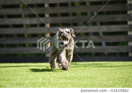 Schnauzer Schnauzer 61619862