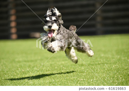 Schnauzer 61619863