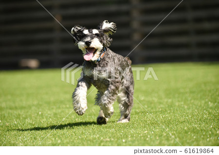 Schnauzer Schnauzer 61619864