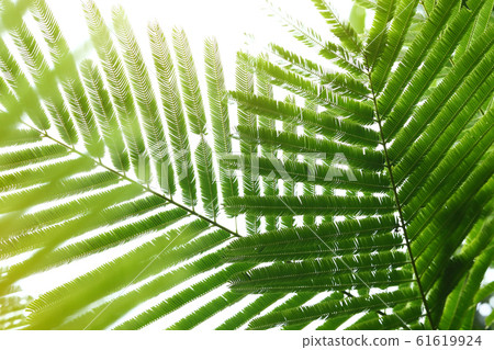 abstract green leaves in nature, sunlight through leaf on tree in summer time abstract green leaves in nature, sunlight through leaf on tree in summer time 61619924