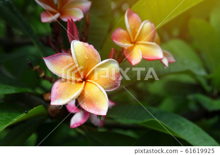 beautiful frangipani perfume flower with water rain drop on petal in rainy morning day 61619925