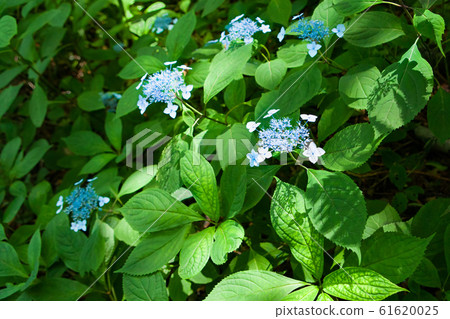 Mountain hydrangea is blooming in the sunshine under the shade of Mt. Please in the background. 61620025