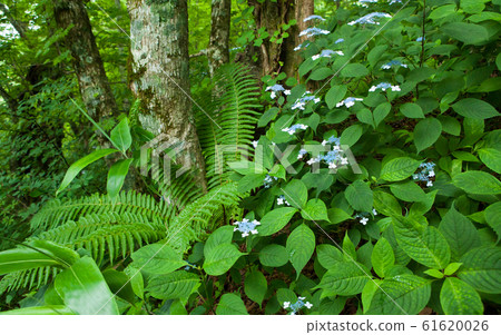 Mountain hydrangea blooms in the deep valley of Mt. 61620026