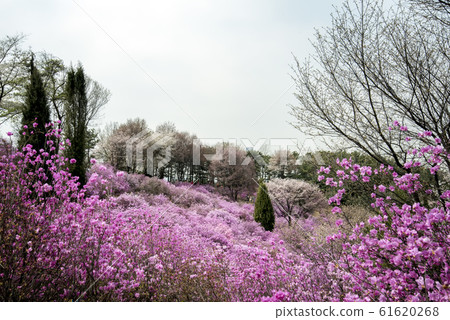 杜鵑花 杜鵑花 61620268