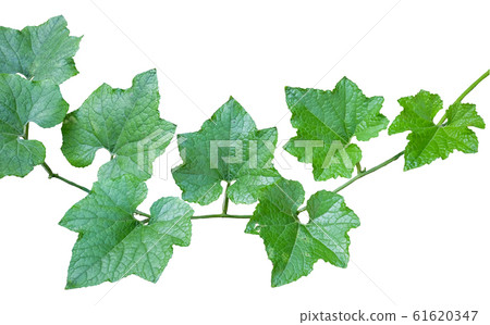 Winter melon green leaf 61620347