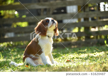 Cavalier Cavalier 61620487
