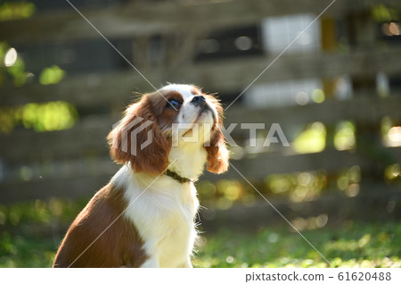 Cavalier Cavalier 61620488