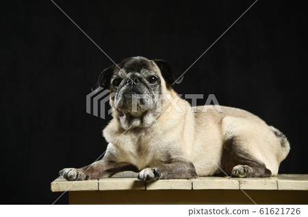 Pug Pug 61621726