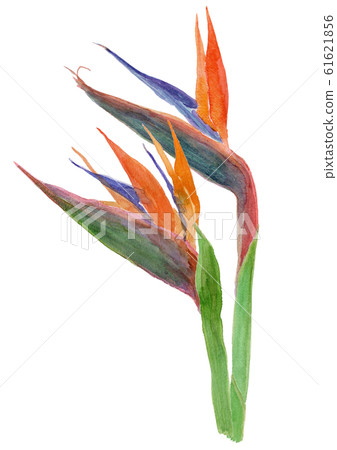 鶴望蘭 鶴望蘭 61621856