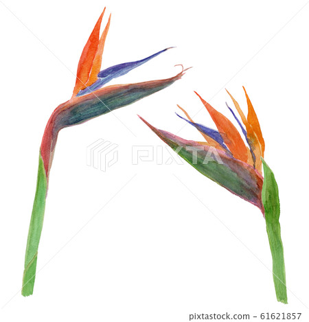 Strelitzia reginae 61621857