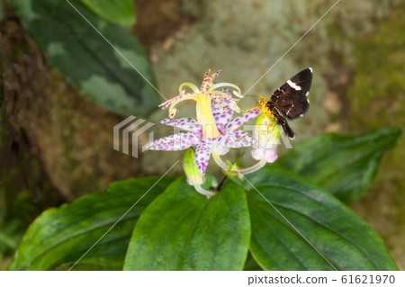 番紅花蝴蝶和山口oh木杉花，共生關係 61621970
