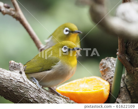 White-eye, garden tree, two birds, orange White-eye, garden tree, two birds, orange 61622109