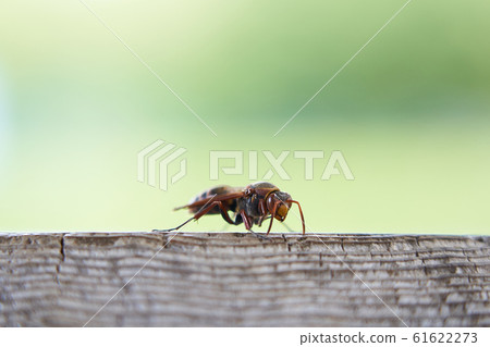 Wasps that occur frequently from early spring to autumn Wasps that occur frequently from early spring to autumn 61622273
