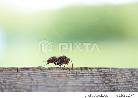 Wasps that occur frequently from early spring to autumn Wasps that occur frequently from early spring to autumn 61622274