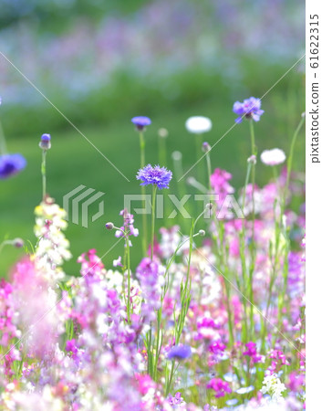 花園 花園 61622315