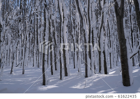 Beautiful winter beech forest 61622435