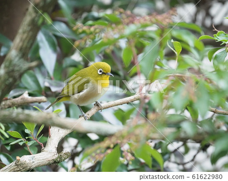 瀨戶美次郎 61622980