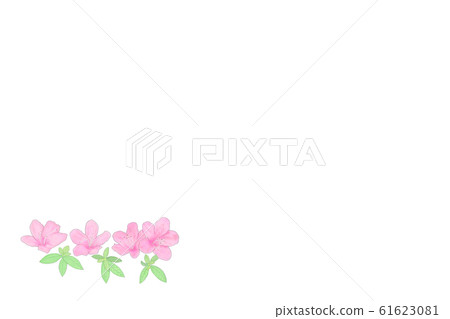 杜鵑花,紫色,嫩葉 杜鵑花,紫色,嫩葉 61623081