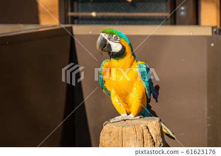 金剛鸚鵡站在一個樹樁上 61623176