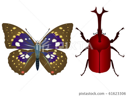 Oomurasaki和甲蟲 61623306