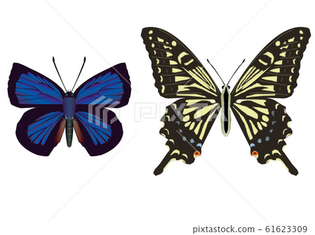 紫色水母和燕尾蝴蝶 紫色水母和燕尾蝴蝶 61623309