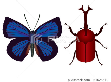 斑點的甲蟲和甲蟲 61623310