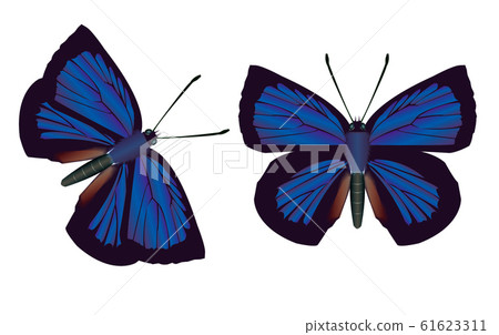 Murashiki Sajimi Murashiki Sajimi 61623311