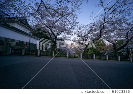 Chidorigafuchi Sakura early morning 61623386