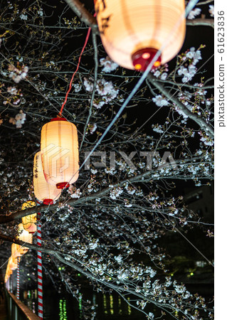 Monzen-Nakamachi night cherry blossoms Monzen-Nakamachi night cherry blossoms 61623836