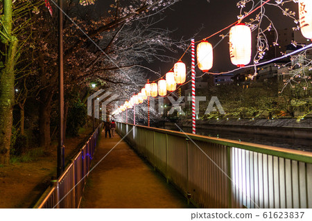 Monzen-Nakamachi night cherry blossoms Monzen-Nakamachi night cherry blossoms 61623837