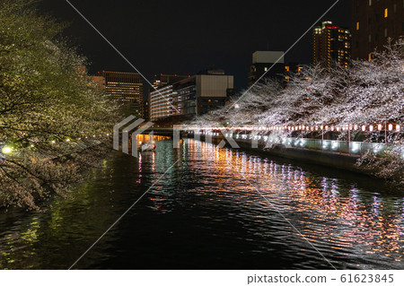 蒙善中町夜櫻花 61623845